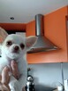 Śliczna Długowłosy Chihuahua - 5