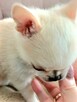 Śliczna Długowłosy Chihuahua - 2
