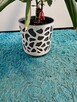 Dracena - 6