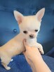 Śliczna Długowłosy Chihuahua - 9