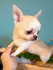 Śliczna Długowłosy Chihuahua - 10
