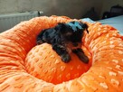 Yorkshire Terrier Black Tan - 4