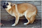 Arek – przerażony, młody pies szuka cierpliwego domu - 8