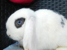 Samczyki mini lop biały z ciemną obwódką wokół jednego oka - 5