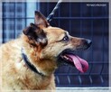 Bronek – pragnie na starość mieć własny kąt - 4