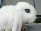 Samczyki mini lop biały z ciemną obwódką wokół jednego oka - 6