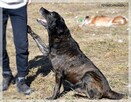 Neptun – niewidomy, przekochany 6 letni psiak w typie labka - 11