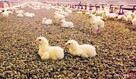 Kombajn mobilny do produkcji agropelletu z biomasy. - 10