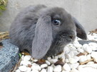Niebieskie baranki mini lop - 2