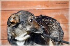 Norka – młoda, delikatna sunia zasługuje na bezpieczny dom - 11