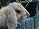 Baranki mini lop - 9