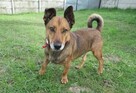 Figo do adopcji - 6
