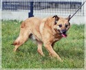 Bronek – pragnie na starość mieć własny kąt - 7