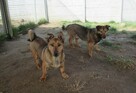 Figo do adopcji - 5
