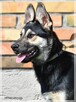 Lupo – przyjaźnie nastawiony do wszystkich i wszystkiego - 3