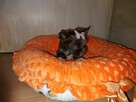 York Yorkshire Terrier Chocolate Suczka - 7