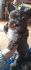 York Yorkshire Terrier Chocolate Suczka - 2