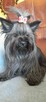York Yorkshire Terrier Chocolate Suczka - 5