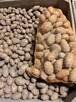 Ziemniak Queen Anna i Irga - workowany 15kg, ładny, okolice - 2