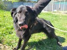 Mango do adopcji - 4