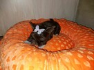 York Yorkshire Terrier Chocolate Suczka - 4