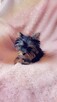 Yorkshire terrier chłopczyk xs - 3