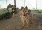 Figo do adopcji - 8