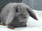 Niebieskie baranki mini lop - 3
