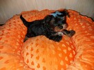 Yorkshire Terrier Black Tan - 6