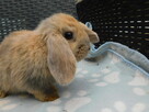 Baranki mini lop - 2