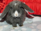 Niebieskie baranki mini lop - 15