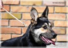 Lupo – przyjaźnie nastawiony do wszystkich i wszystkiego - 4