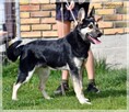Lupo – przyjaźnie nastawiony do wszystkich i wszystkiego - 6
