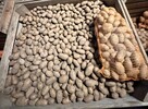 Ziemniak Queen Anna i Irga - workowany 15kg, ładny, okolice - 3