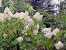 Sprzedam gospodarstwo rolne - 11