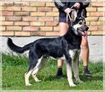 Lupo – przyjaźnie nastawiony do wszystkich i wszystkiego - 2