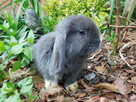 Baranki mini lop - 10