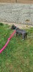 Amstaff suczka blue, ur. 24.02 - szuka odpowiedzialnego domu - 4