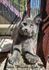 Niebieski kocurek Maine Coon - FPL - 3