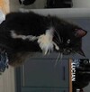 Koty do Adopcji - 8