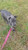 Amstaff suczka blue, ur. 24.02 - szuka odpowiedzialnego domu - 3