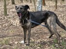Axa - wpatrzona w człowieka, młoda suczka - 3