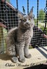 Niebieski kocurek Maine Coon - FPL - 9