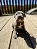 oddam szczeniaki American Staffordshire terrier - 6