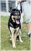 Frodo - pokochaj tego wesołego przystojniaka! - 7