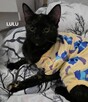 Koty do Adopcji - 4