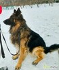 RAMBO - piękny owczarek niemiecki szuka domu