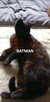 Koty do Adopcji - 3