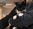 Koty do Adopcji - 5
