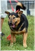Trampi - pomóż mu odzyskać radość przy Twoim boku
